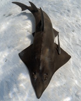 Guitarfish, Ningaloo Reef-OceanImageBank_JakeWilton_05.jpg