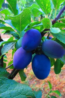 Artevos_Zwetschge_Blue Dust®_‘Dwarf‘-s-.jpg