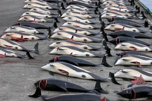 Whaling_in_the_Faroe_Islands_Wiki-Commons_Erik Christensen.jpg