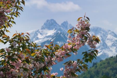Weiß verschneiter Allgäuer Hauptkamm vor blühendem Flieder