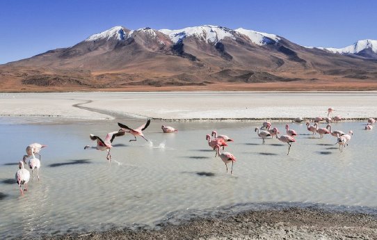 csm_suedamerika-bolivien-landschaft-see-vogel-flamingo-anden-pixabay_781e1c2bce.jpg