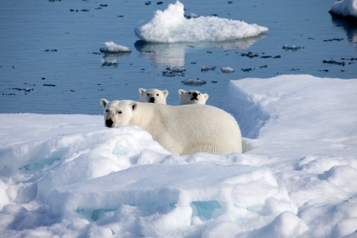 Pressebild Die Arktis 3D.jpg