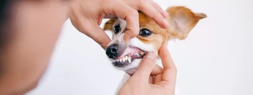 pet-blog-1920x719n6lfgsymjnosn_1280_520x500_dcc16fbe-0a16-43fa-89a8-c04d2ac38db4.webp