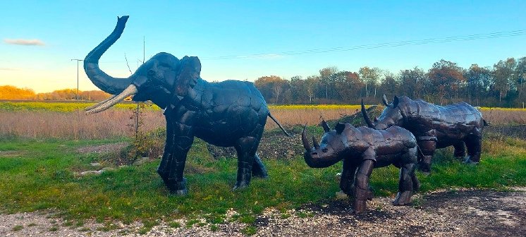 birkenried elefant und nashörner 9.11.23.jpg