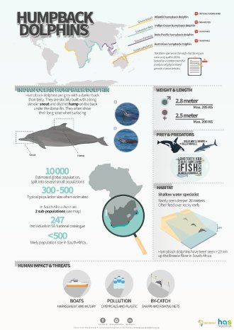 Humpback-dolphins--Infographic-final-20190430-(Coen-Soeteman)-1920x2714px.png