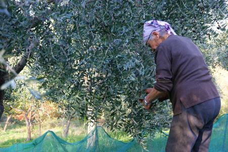 Slow Food erlaubt ausschließlich der Ernte von Hand und die ganze Familie packt mit an.