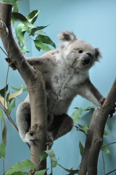 12_11_28_Naturmuseum_Koala_Aschgrauer Beutelbär_© Naturmuseum Augsburg.JPG
