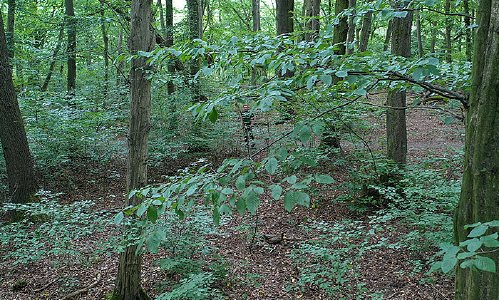 Ausbildung mit IHK-Zertifikat im Nationalpark Hainich