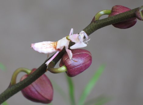 Orchideenmantis.jpg