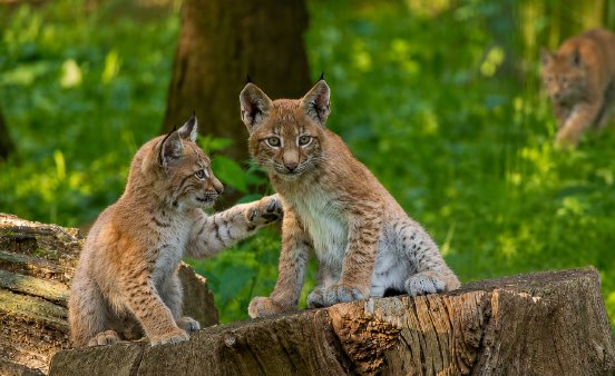 Luchsnachwuchs spiel am liebsten im Schatten im Wildpark Schwarze Berge-2.jpg
