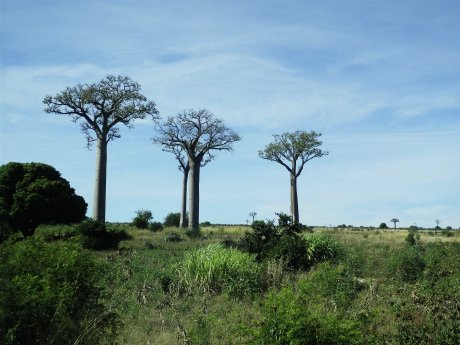 Baobab_c_Karawane.jpg