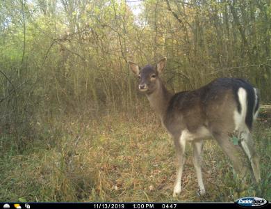 Ein Damhirsch-Weibchen ist in die Fotofalle geraten, Foto: Nationalpark Hainich