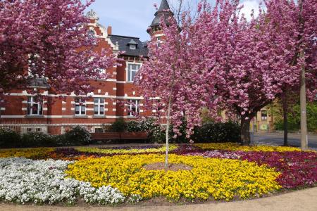 Blütenpracht (c) Tourist-Information Lutherstadt Wittenberg