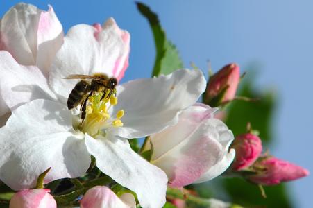 Zur Blüte ins Alte Land. Fotograf Martin Elsen