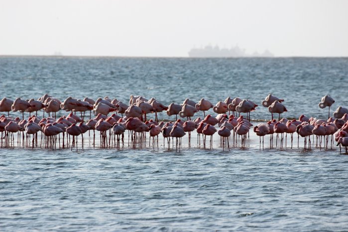 03_20190731_Flamingos_Namibia_StephanieBergmann_166.JPG