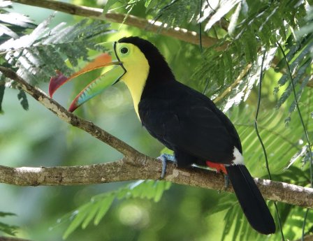 Bilder Costa Rica © Andreas Mayr (2).JPG