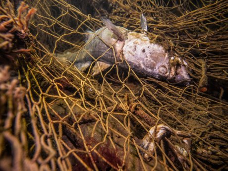 Verendeter-Dorsch-(Gadus-morhua)-in_einem-Geisternetz-am-Wrack-eines-Eisenseglers-vor-Ruegen-Fot.jpg