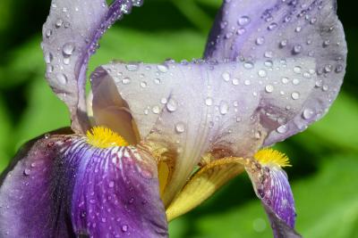 Nützlinge schützen unsere Lieblingsblumen