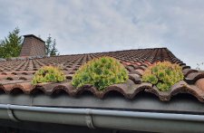 So schön diese ungewollte „Dachbegrünung“ anzusehen ist: Der nächste Starkregen kann die Dachrinne und Fallrohre damit verstopfen.