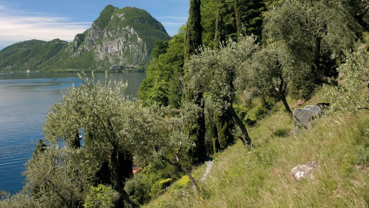 Gandria Olive Green-Lugano Region - Foto Antonio Ravazza.jpg