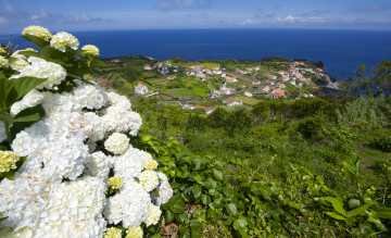 Ein Paradies fuer wild wachsende Hortensien die Azoren Homepage.jpg