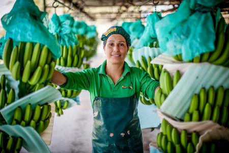 Nach aktuellen Studienergebnissen profitieren Fairtrade-zertifizierte Bananenproduzenten wie APPBOSA in Peru von nachhaltiger finanzieller Stabilität