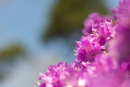 Rhododendronparkfest-TuK-Graal-Mueritz-9.jpg