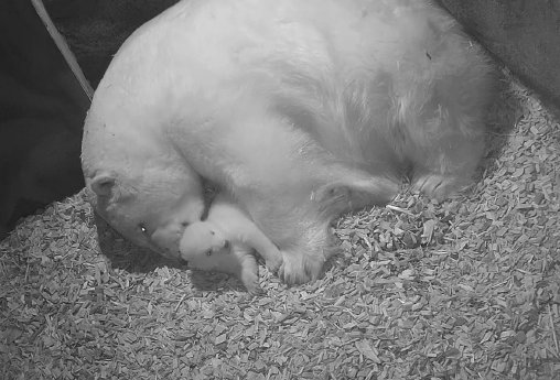 Das Eisbären-Jungtier hat die Augen geöffnet - Erlebnis-Zoo Hannover.jpg