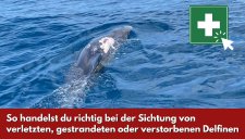 Verletzter Adria-Delfin