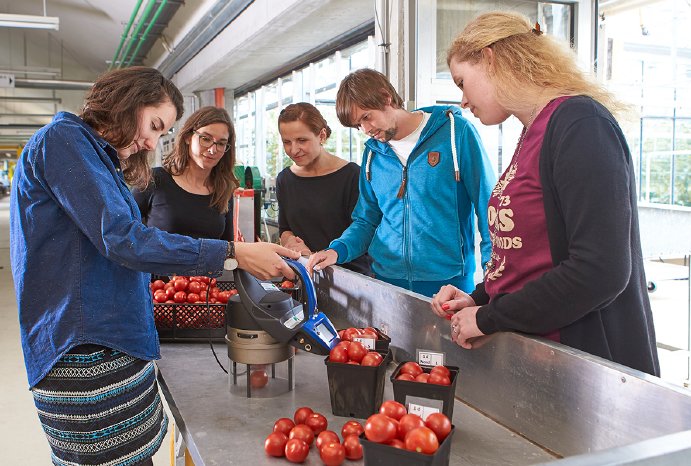 Studierende untersuchen die Qualität von Tomaten © Hochschule Geisenheim, ppsstudios.com.jpg