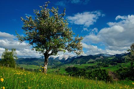 Bergfrühling im Allgäu