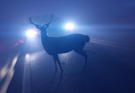 Achtung Wildwechsel! / © Adobe Stock / SciePro