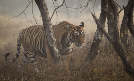 Wild Tiger in Ranthambhore, India_1 (© Diane Walkington - WWF-UK).JPG
