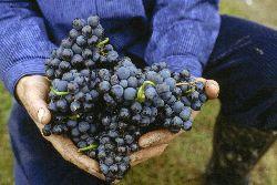 Weinfreunde erwartet toller Jahrgang