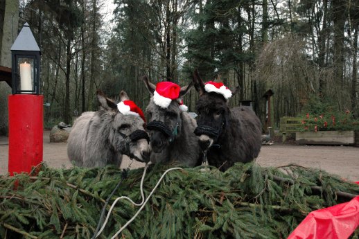 Eekholt_Wildweihnacht2.jpg