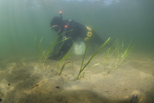 Mission Förde Taucher pflanzt Seegras in dänischem Fjord.jpeg