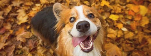 Hund-ffnet-das-Maul-fr-eine-Zahnuntersuchung-beim-Tierarzt-_Besitzer-putzt-vorsichtig-die-Zhne-.webp