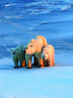 Die EisbaÌ?ren von Churchill1.jpg