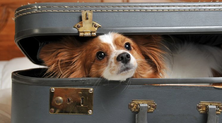 hund-sitzt-mit-gepacktem-rucksack-im-kofferraum-eines-autos-hund-schlaeft-entspannt-in-einer-fe.webp