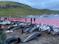 Grindadráp auf den Färöer Inseln / Foto: Sea Shepherd