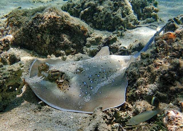 Ein Fidschi-Maskenrochen, aufgenommen bei Kadavu, Fidschi.jpg