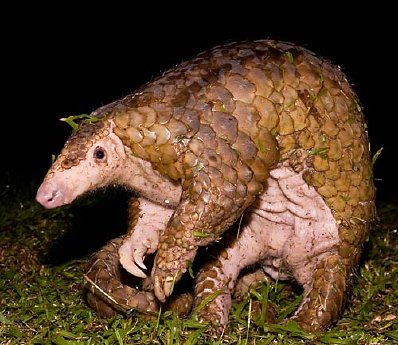 Sunda-Pangolin-2-c-Stephen-Hogg-WWF-Malaysia-lo-res.jpg