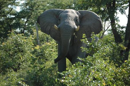 Erlebnisreise Botswana_Namibia mit Zelt