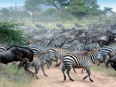 Tansania_Serengeti_Migration.jpg