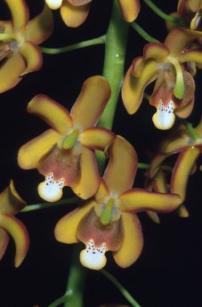 ven06_131_eriopsis_sceptrum_orchidaceae1.jpg