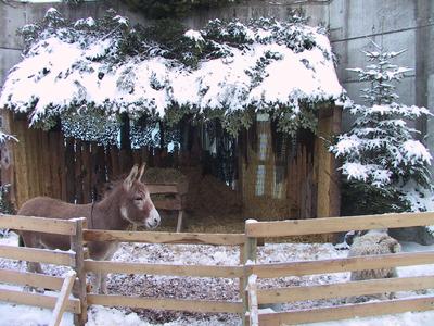 Lebendige Krippe im Walter Zoo Gossau