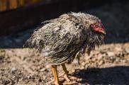 Die Kokzidiose beim Huhn – vorbeugen und behandeln