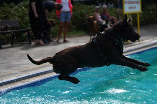 Hundebadetag (c) Nordseeheilbad Cuxhaven GmbH (1).JPG