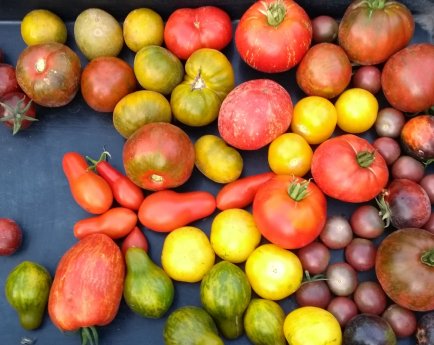 Tomatenvielfalt.jpg