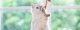 Wenn dein geliebter Vierbeiner mehr Haare verliert als üblich, kannst du dich schnell überfordert fühlen. Doch keine Sorge, Haarausfall bei Katzen ist